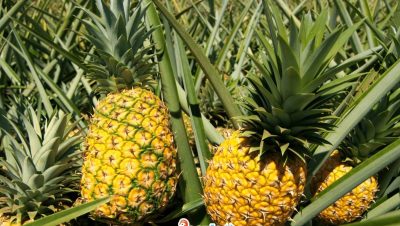 ananas nasil yetistirilir
