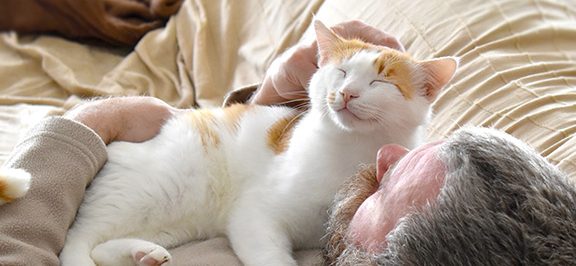 kedi nasil sevilir