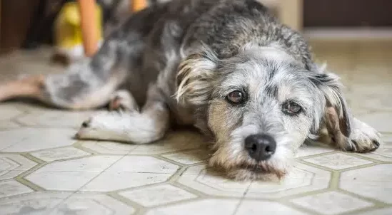 kopegin depresyonda oldugu nasil anlasilir