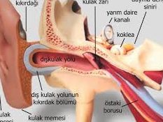 tikali kulak nasil acilir